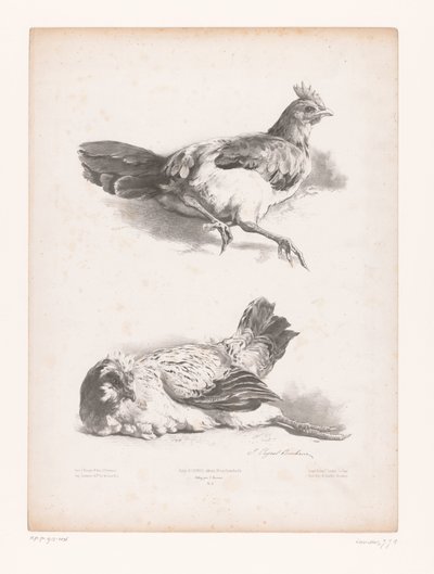 Estudo de duas galinhas poedeiras Estudos em animais (título da série) Petites études d