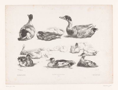 Estudos de grupos de patos mentirosos
Estudos com animais (título da série)
Petites études d