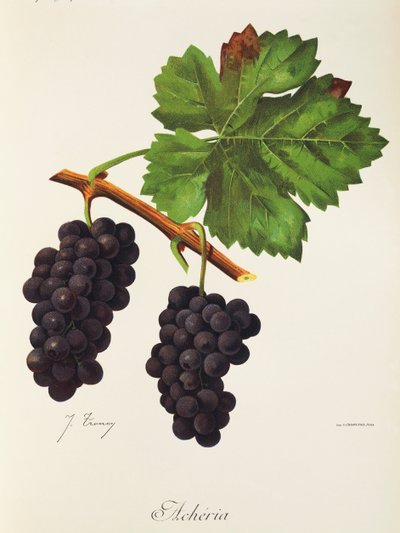 Uva Acheria por J. Troncy de Jules Troncy