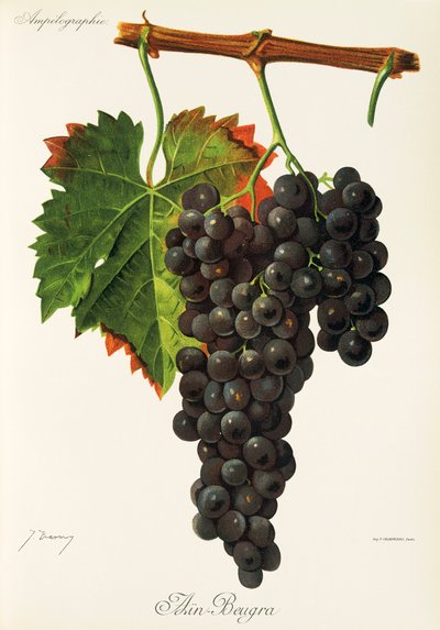 Uva Ain Beugra de J. Troncy de Jules Troncy