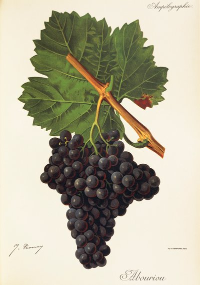 Uva Albourion de J. Troncy de Jules Troncy