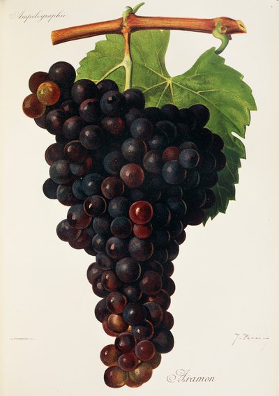 Uva Aramon de J. Troncy de Jules Troncy