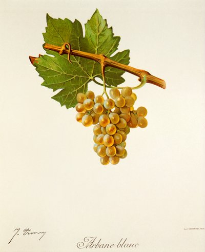 Uva Arbane Blanc de J. Troncy de Jules Troncy