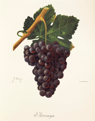Uva Arrouya de J. Troncy de Jules Troncy