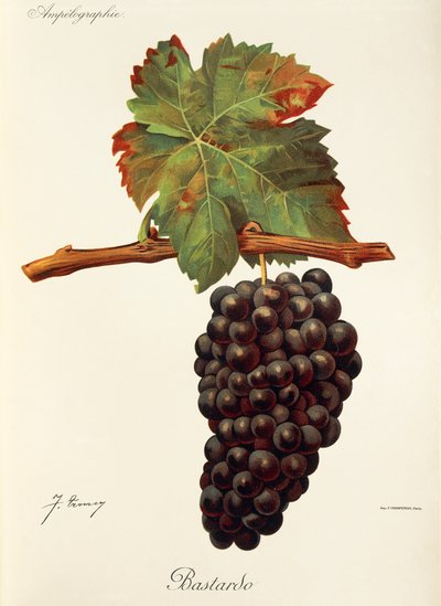 Uva Bastardo por J. Troncy de Jules Troncy
