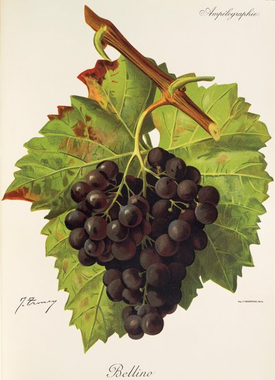Uva Bellino de J. Troncy de Jules Troncy