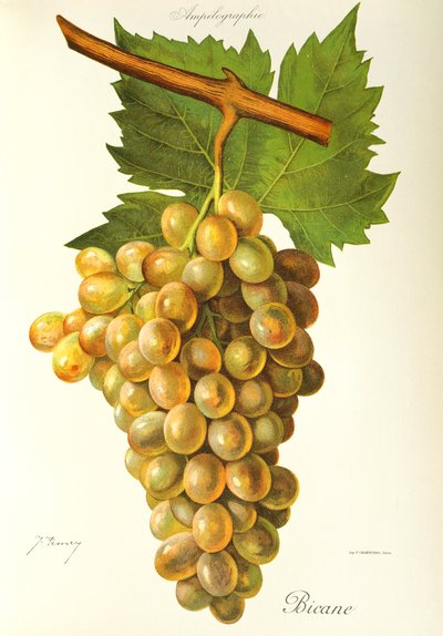 Uva Bicana de J. Troncy de Jules Troncy