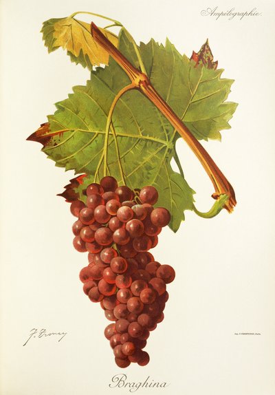 Uva Braghina por J. Troncy de Jules Troncy