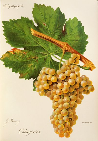 Cabugueiro grape by J. Troncy de Jules Troncy