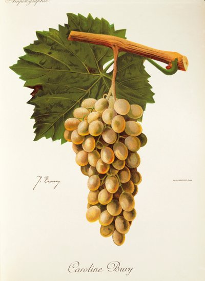 Uva Caroline Bury de J. Troncy de Jules Troncy