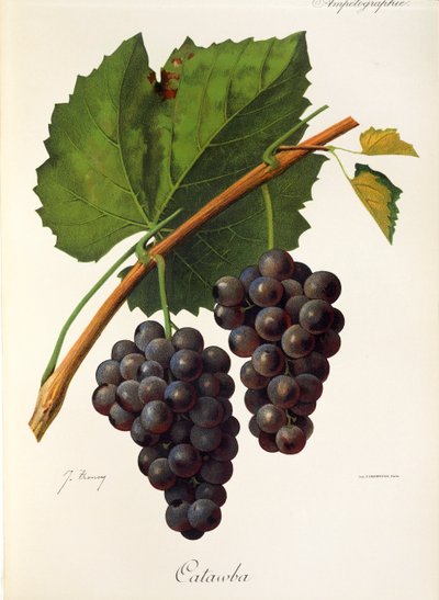 Uva Catawba de J. Troncy de Jules Troncy