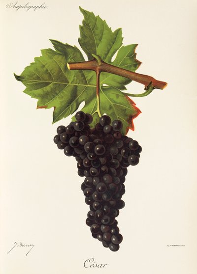 Uva César por J. Troncy de Jules Troncy