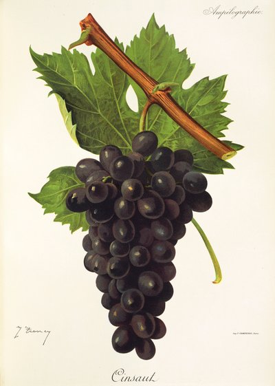 Uva Cinsaut de J. Troncy de Jules Troncy