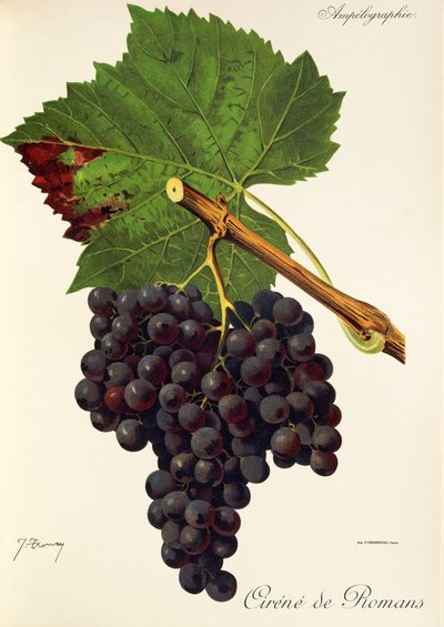 Uva Cirene de Romans de J. Troncy de Jules Troncy