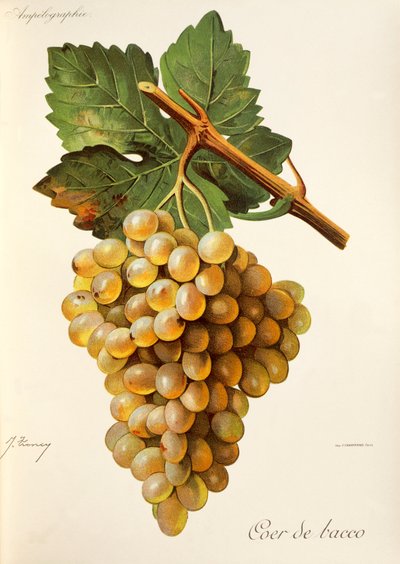 Coer de Bacco grape de J. Troncy de Jules Troncy