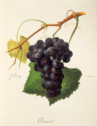 Uva Concord de J. Troncy de Jules Troncy