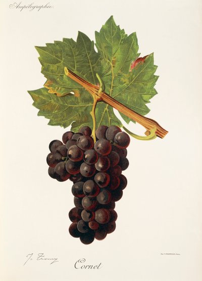 Cornet uva por J. Troncy de Jules Troncy