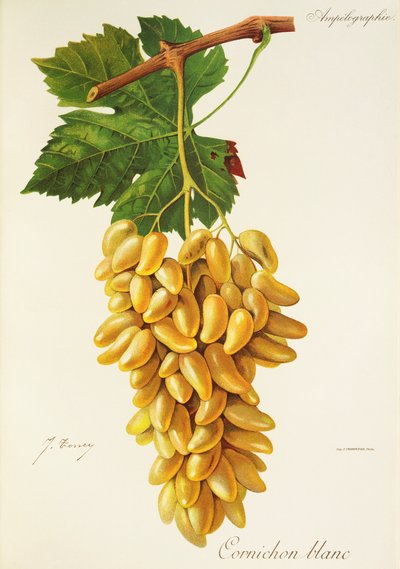 Uva Gherkin White de J. Troncy de Jules Troncy