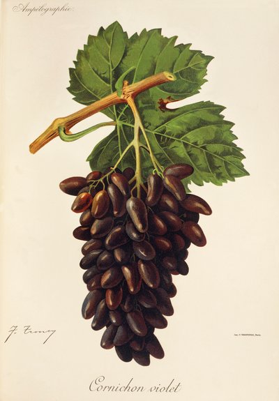 Uva Cornichon Violet de J. Troncy de Jules Troncy