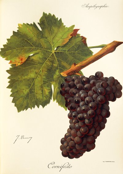 Uva de Cornifesto por J. Troncy de Jules Troncy