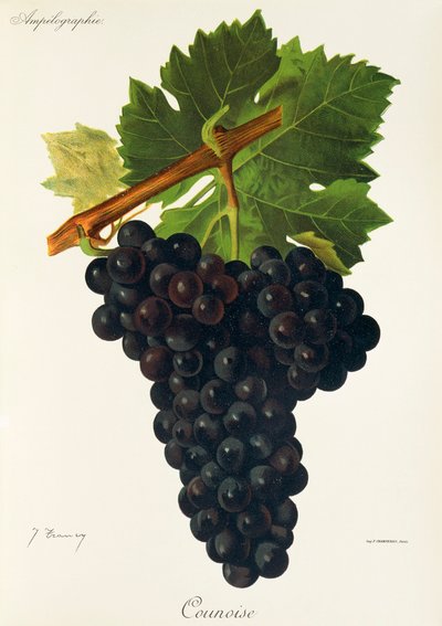 Uva Counoise de J. Troncy de Jules Troncy