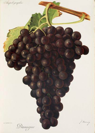 Uva Danugue de J. Troncy de Jules Troncy
