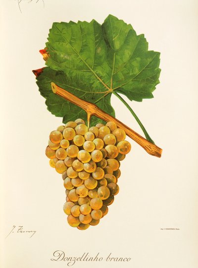 Donzellinho Branco grape by J. Troncy de Jules Troncy