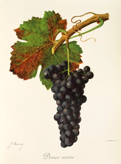 Uva Douce Noire por J. Troncy de Jules Troncy