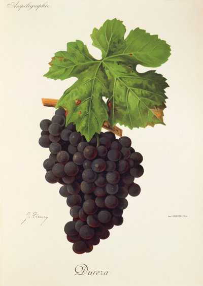 Uva Dureza de J. Troncy de Jules Troncy