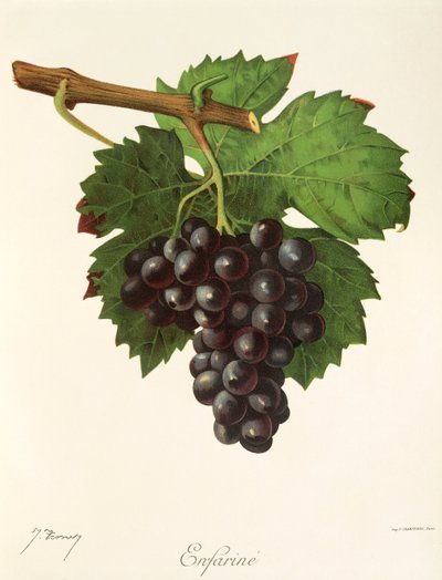 Uva "Enfarine" de J. Troncy de Jules Troncy