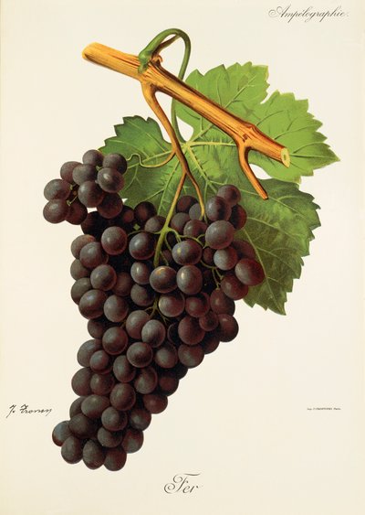 Uva Fer por J. Troncy de Jules Troncy