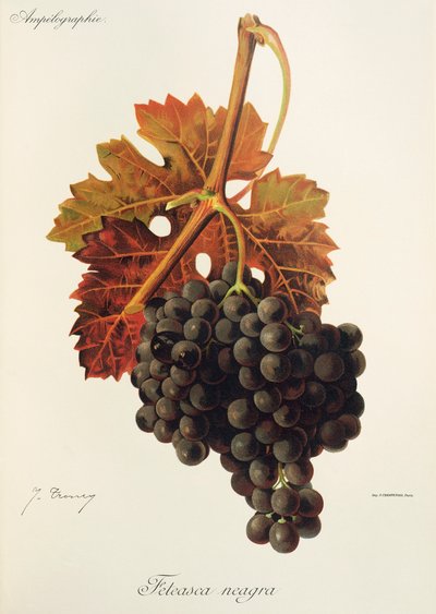 Uva Feteasca Neagra de J. Troncy de Jules Troncy