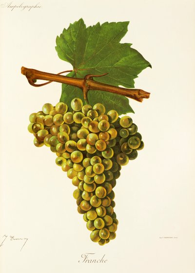 Uva Franche de J. Troncy de Jules Troncy