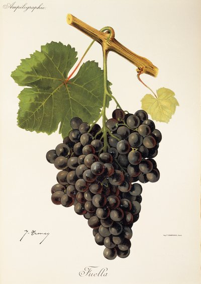 Uva Fuella de J. Troncy de Jules Troncy