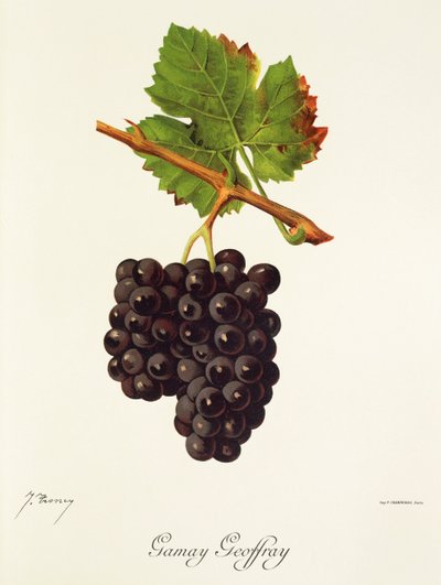 Uva Gamay Geoffray por J. Troncy de Jules Troncy