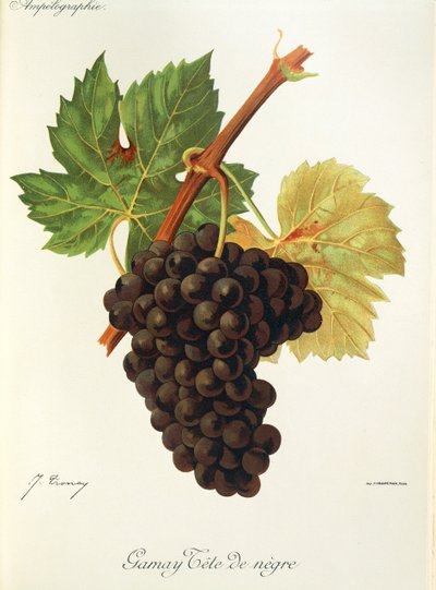 Uva Gamay Tete de Negre por J. Troncy de Jules Troncy