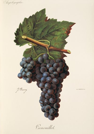 Uva Genouillet de J. Troncy de Jules Troncy