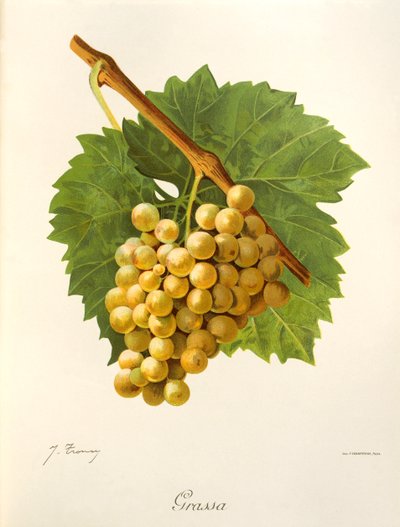 Uva de Grassa por J. Troncy de Jules Troncy