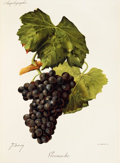 Uva Grenache de J. Troncy de Jules Troncy