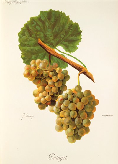 Uva Gringet de J. Troncy de Jules Troncy