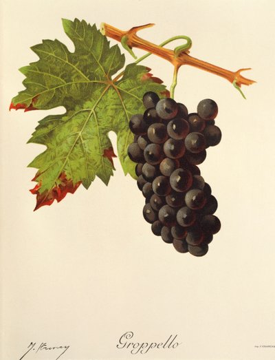 Uva Groppello de J. Troncy de Jules Troncy