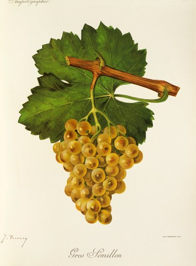 Uva Gros Semillon por J. Troncy de Jules Troncy