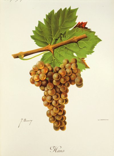 Uva de Hans por J. Troncy de Jules Troncy
