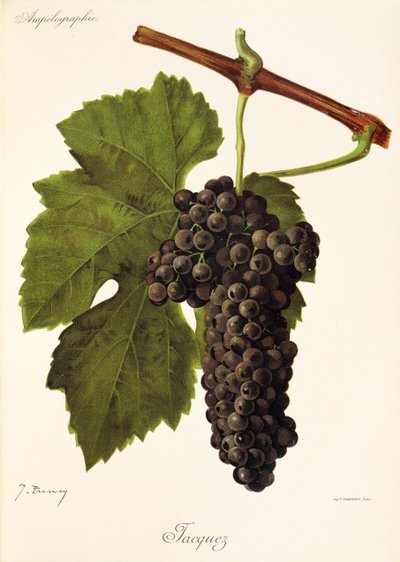 Uva Jacquez por J. Troncy de Jules Troncy