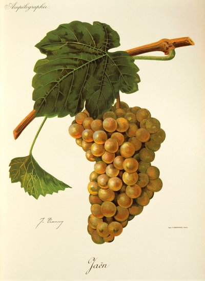 Uva Jaen por J. Troncy de Jules Troncy