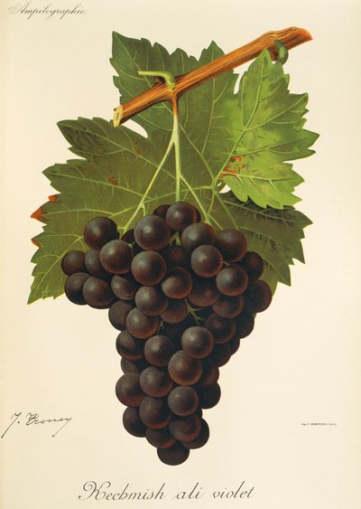 Uva Kechmish Ali Violet de J. Troncy de Jules Troncy
