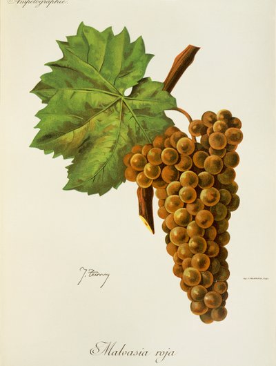 Uva Malvasia Roja de J. Troncy de Jules Troncy