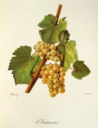 Uva Maturana de J. Troncy de Jules Troncy