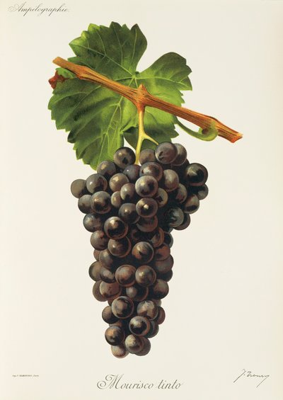 Uva Mourisco Tinto por J. Troncy de Jules Troncy