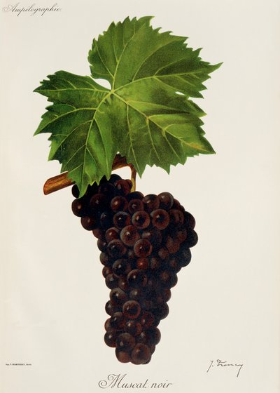 Uva Muscat Noir de J. Troncy de Jules Troncy